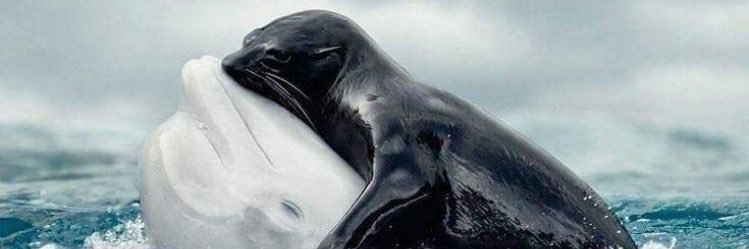 Nick Connolly banner