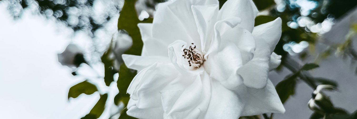 nele_notnice's profile banner image