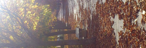 picolespartano Profile Banner