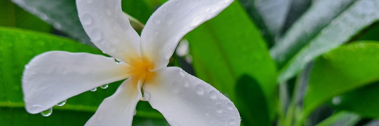 herbalveda's profile banner image