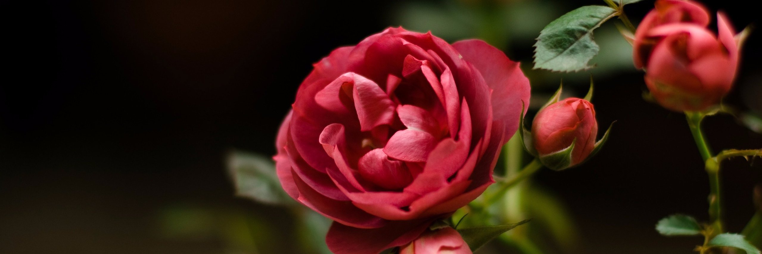 AprilGraceASK's profile banner image