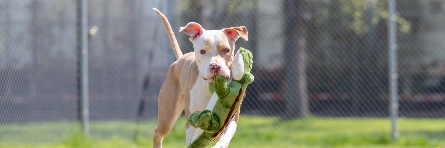 CACC_Adoptables's profile banner image
