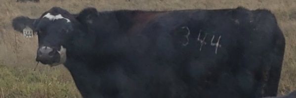 SodapopBF's profile banner image