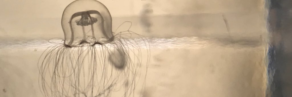 icicle_w's profile banner image