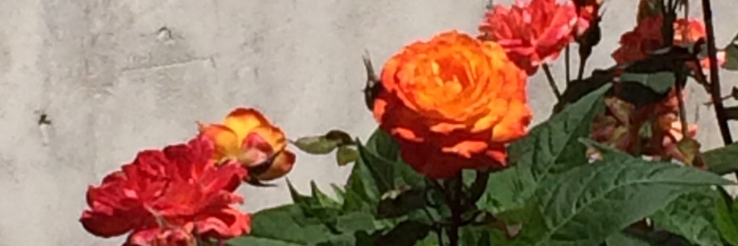 its_la_la's profile banner image