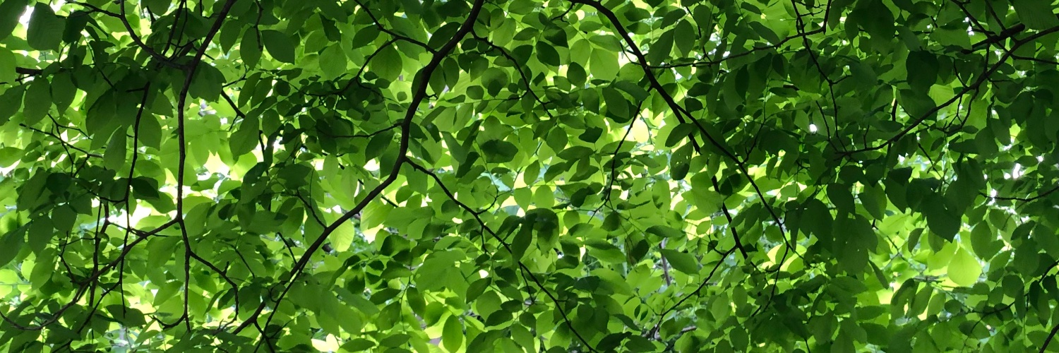 matcha_aurora's profile banner image