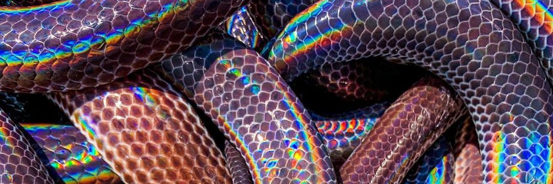 𝖂𝕰𝕬𝕻𝕺𝕹𝕴𝕾𝕰𝕯 ᴱᴺᴷᴵᴰᵁ banner