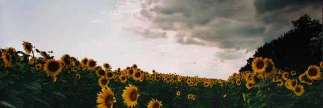 kittycat_krys's profile banner image