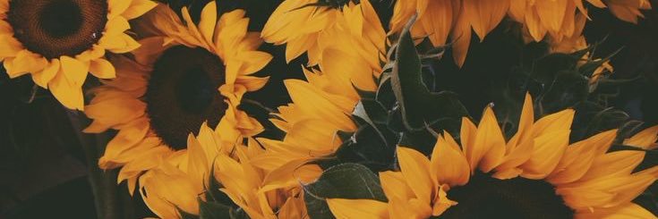 JuliaTirpak's profile banner image