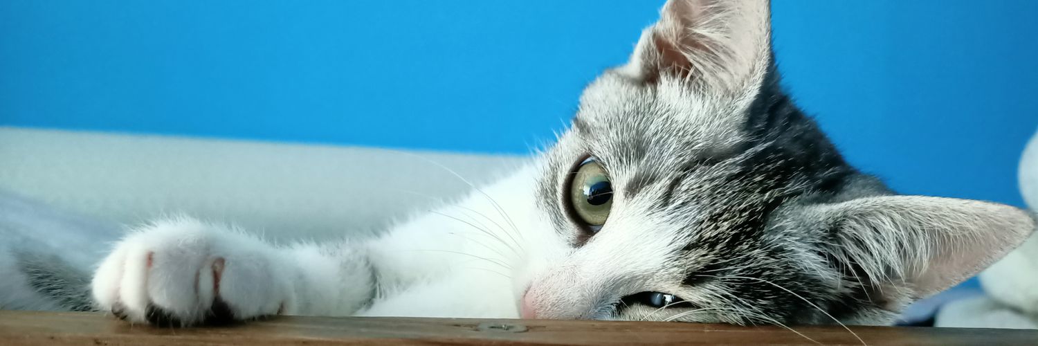 gruneblau's profile banner image