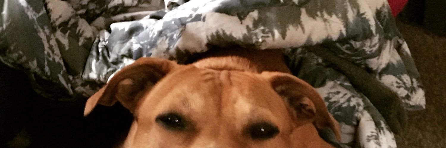 quinnbear's profile banner image