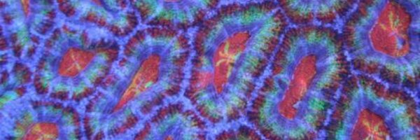 PYA_OCFishStore Profile Banner