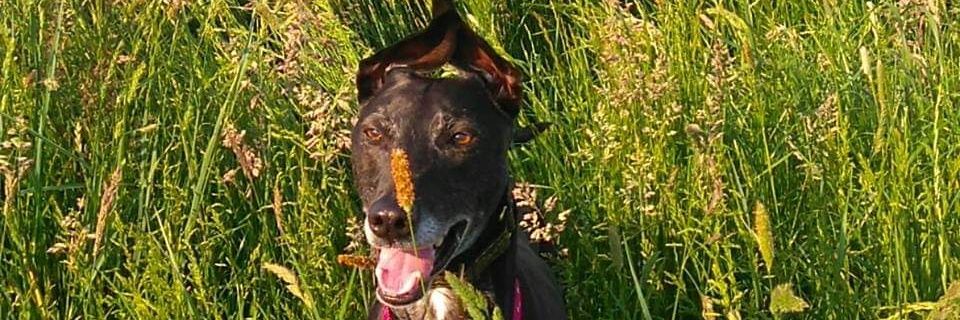 Simon Nicklin banner