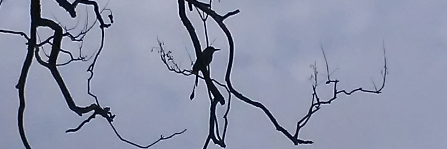 ctmayoral's profile banner image