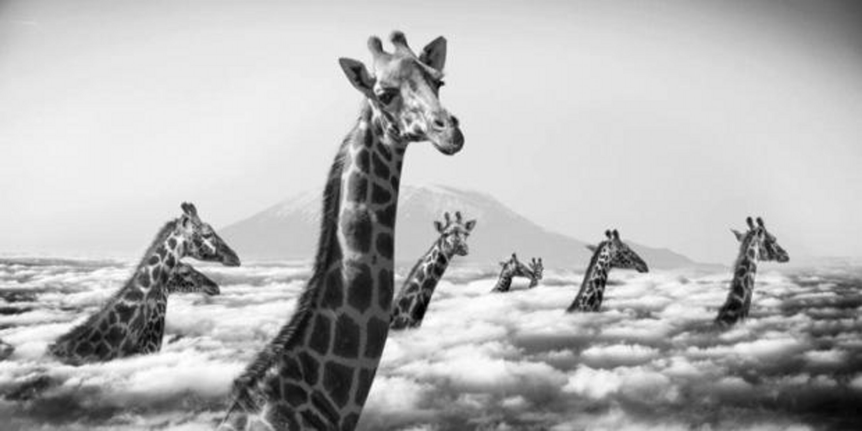 ilseruelas's profile banner image