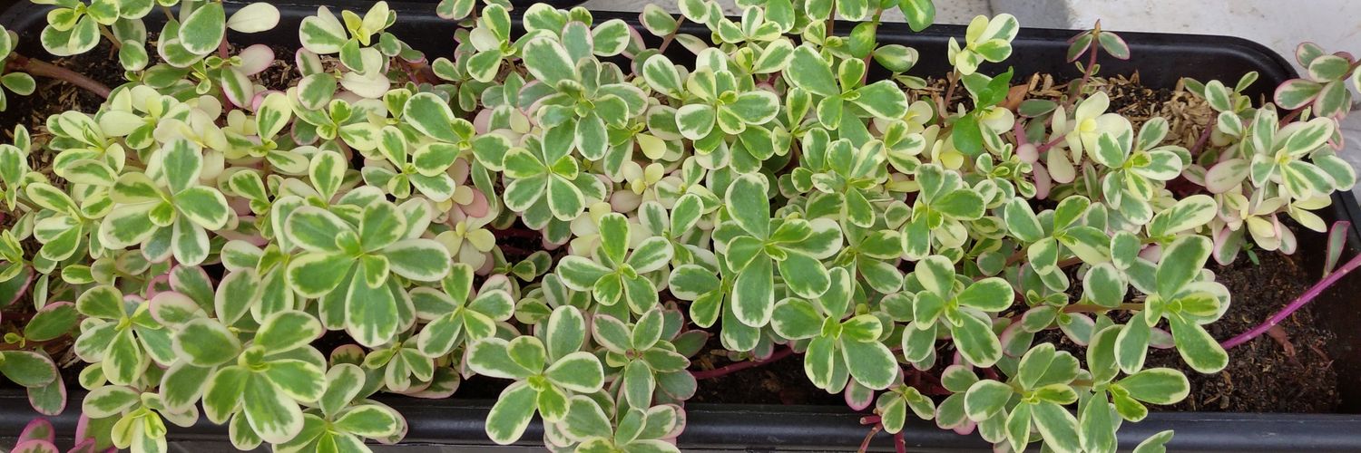 Firda A. 🇵🇸 banner