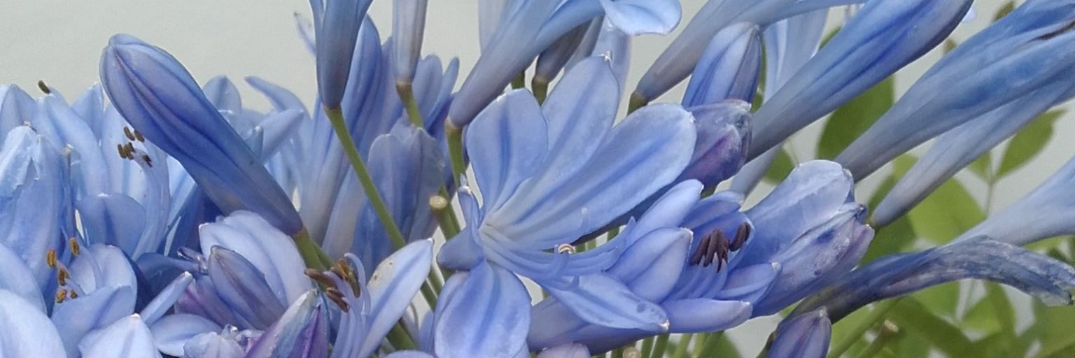 VickyVisiconte's profile banner image