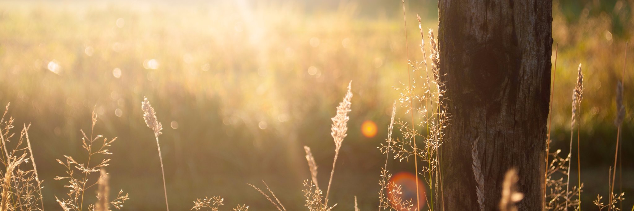 ie_pf's profile banner image