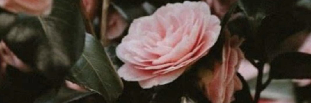 مريم الحمادي 🌸 banner