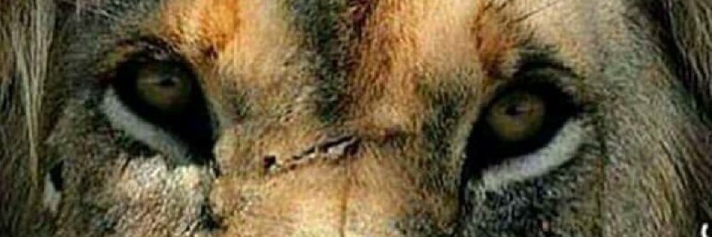 King_Vb3's profile banner image