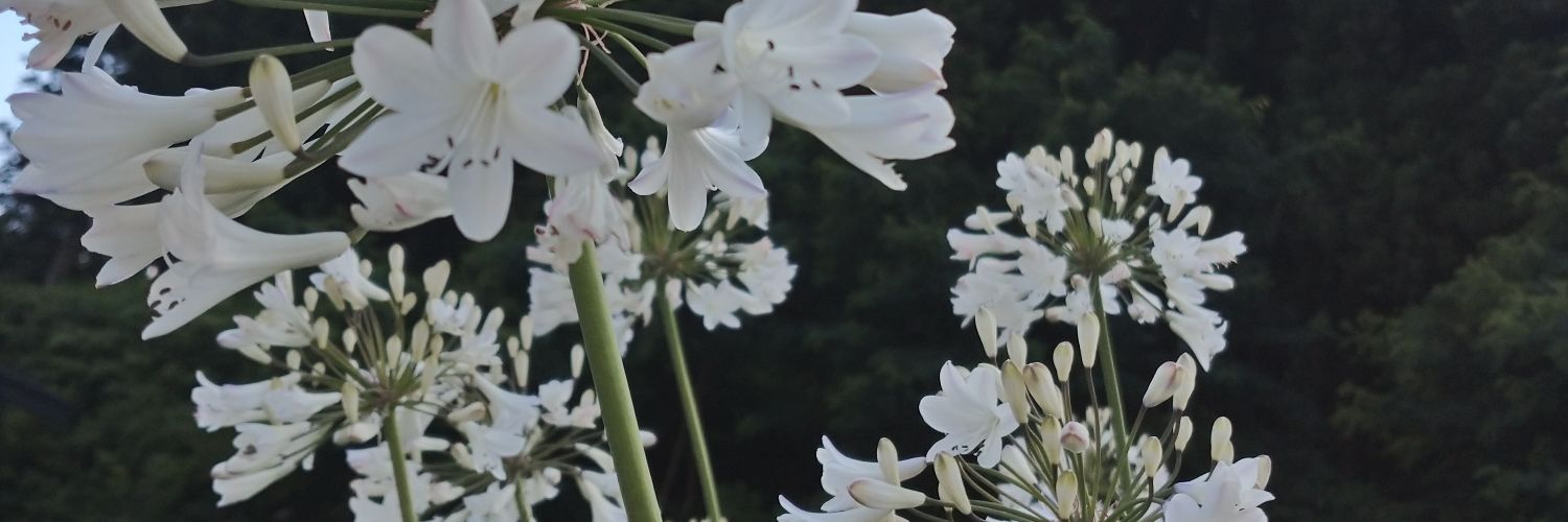 beeyuri31's profile banner image
