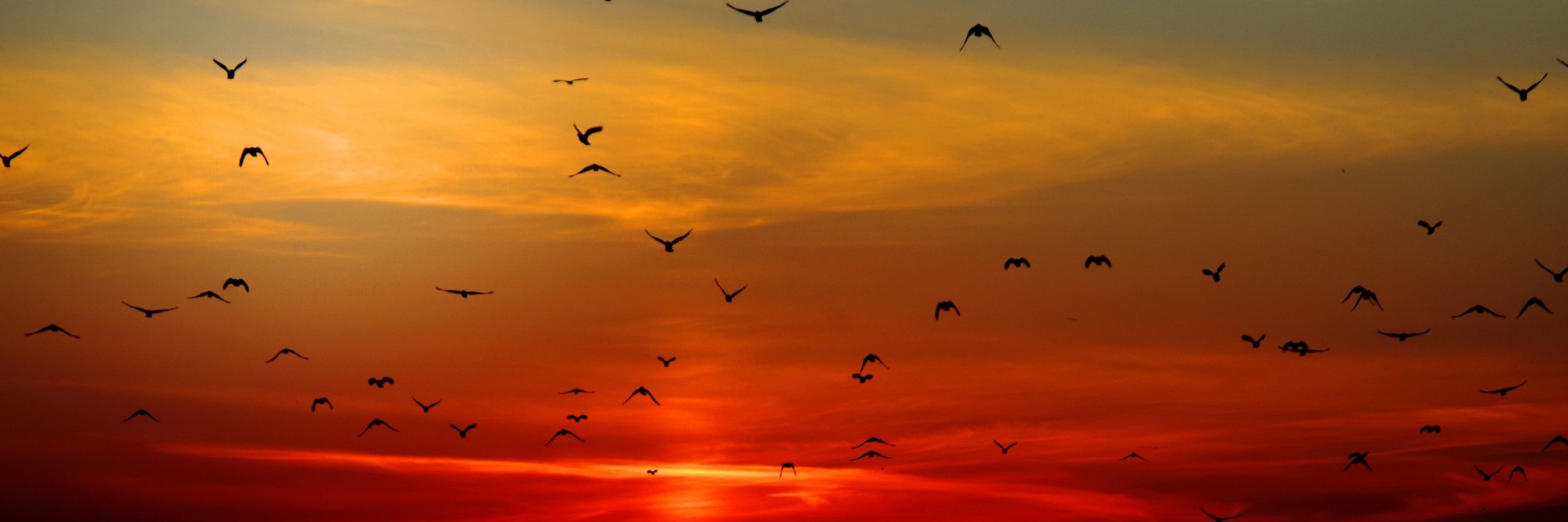 Bird__World's profile banner image