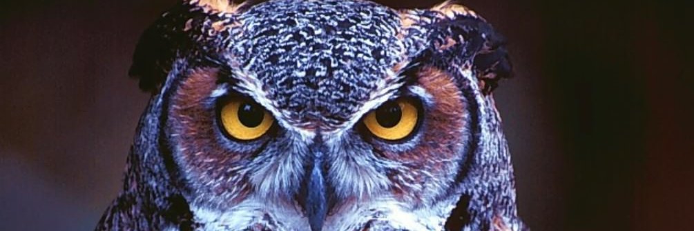 f_redant's profile banner image