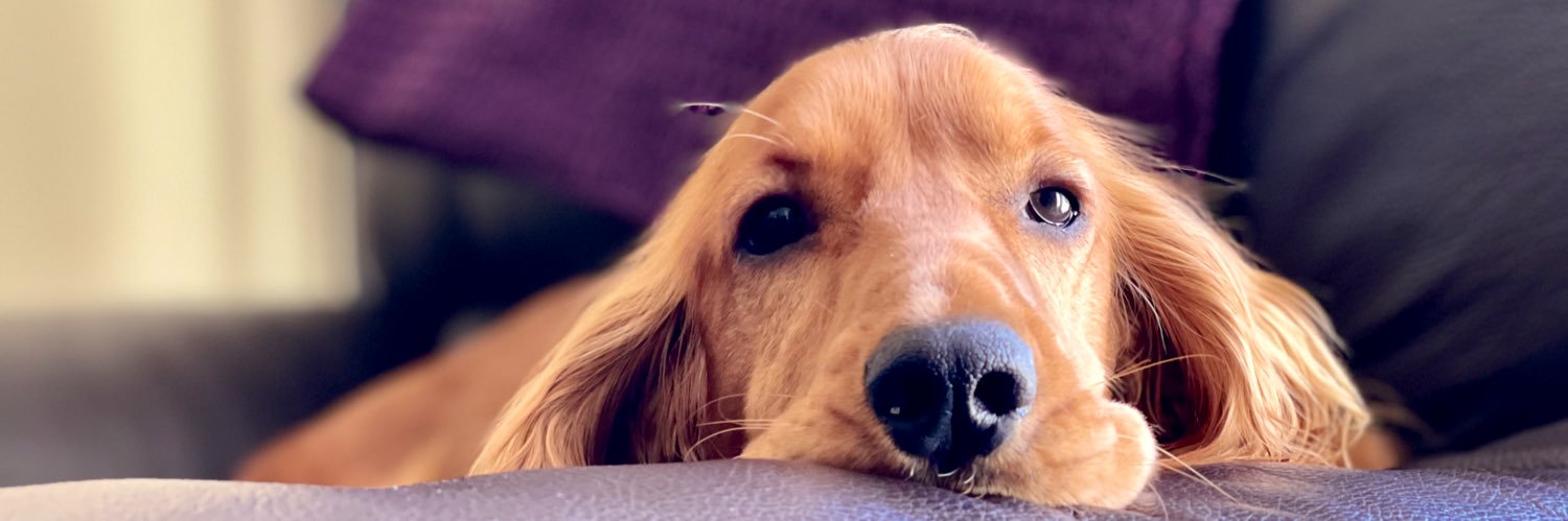 Christopher Davies banner