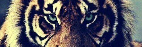 beitasanchez15's profile banner image
