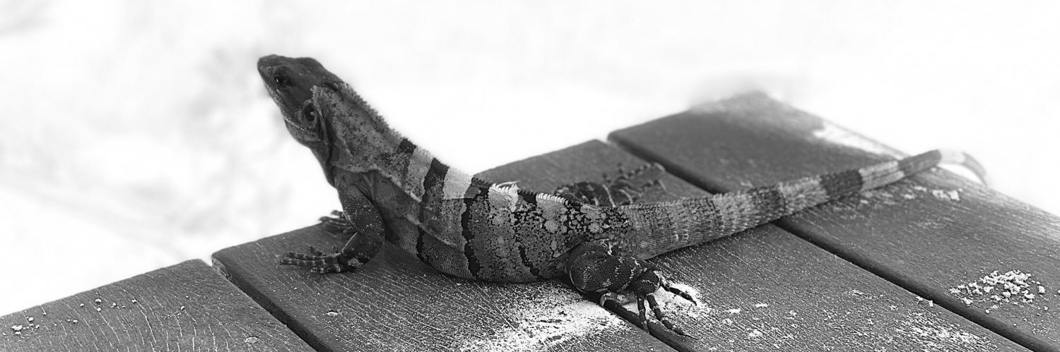 Jorge Joaquín González banner