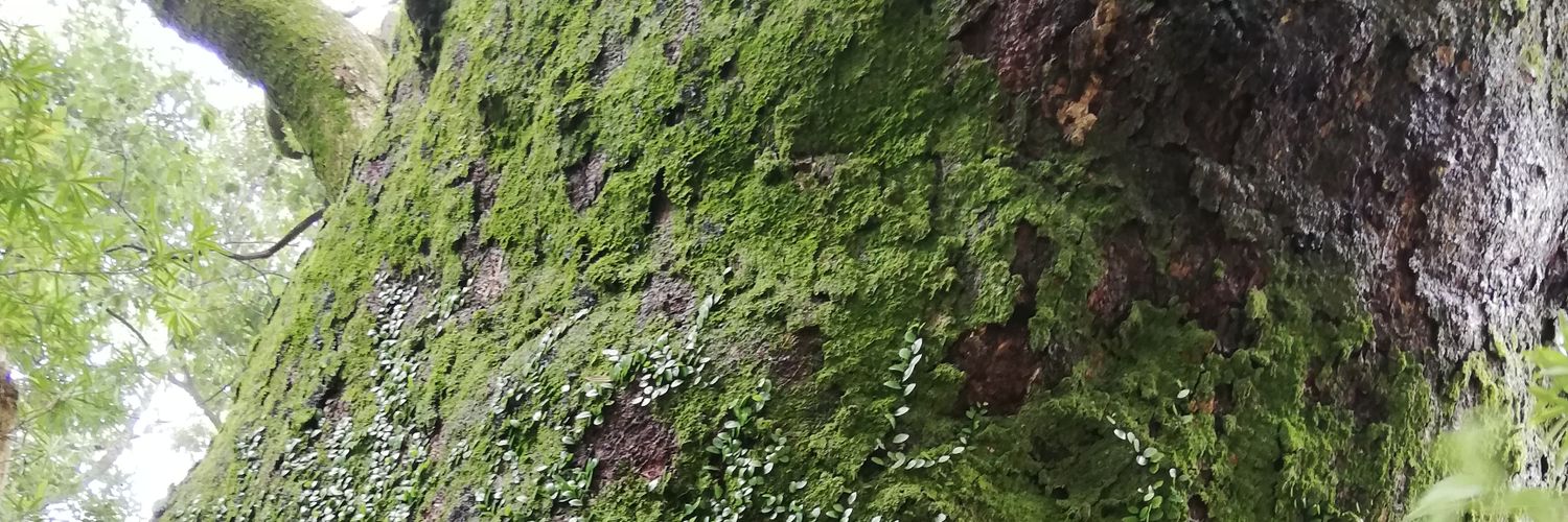 pinokotakehiro's profile banner image