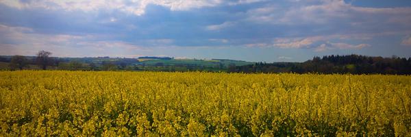 Meg_Chadwick Profile Banner