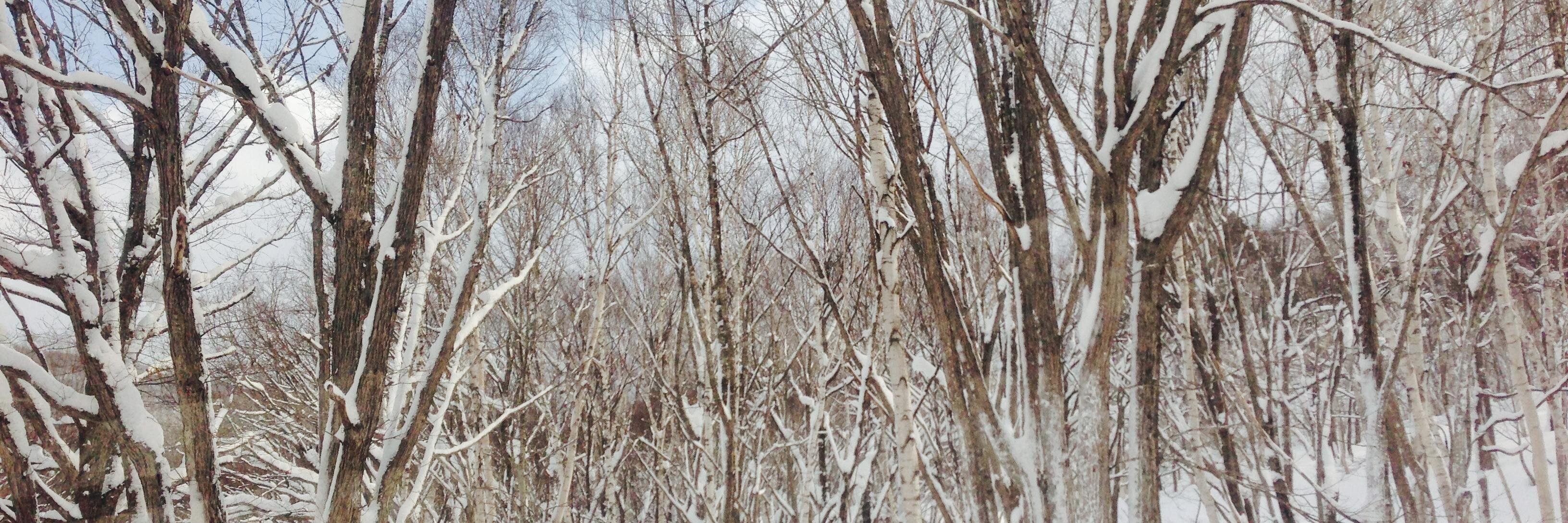 MiyuBenson's profile banner image