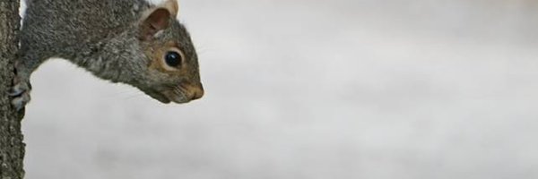 niall_beard Profile Banner