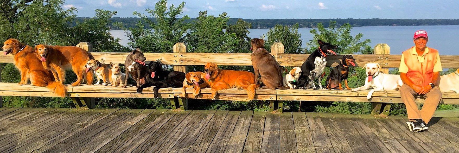 CanineAngelsInc's profile banner image