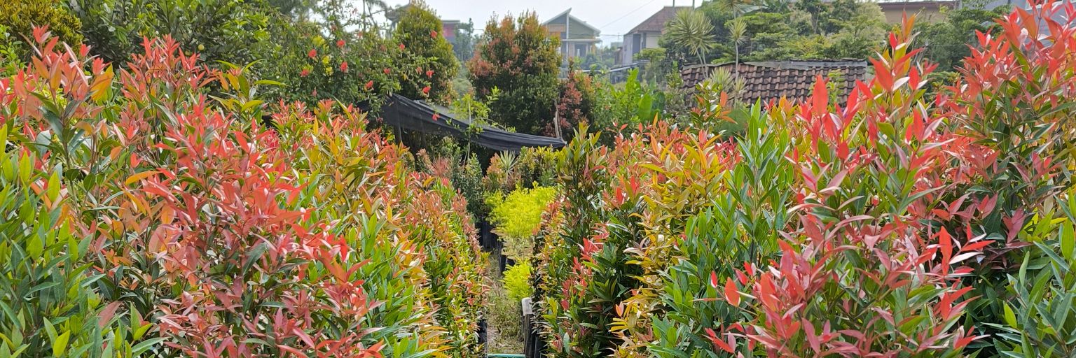 亗・Mr. DaИ・亗 banner