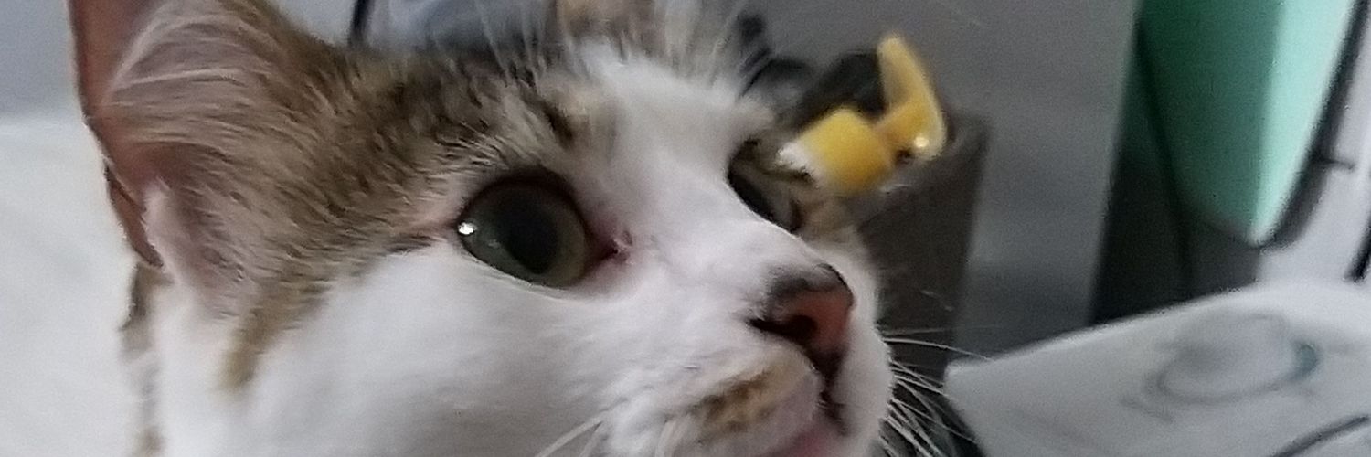 JujuFurtado's profile banner image