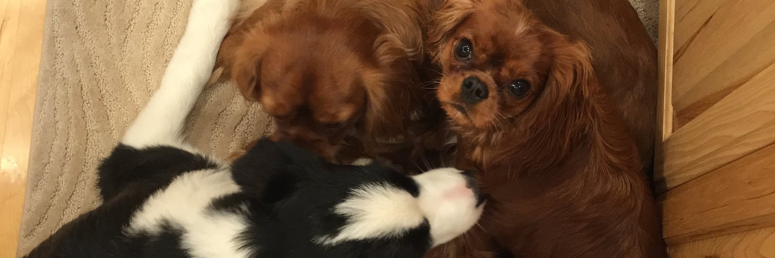 Joe Ann Black banner