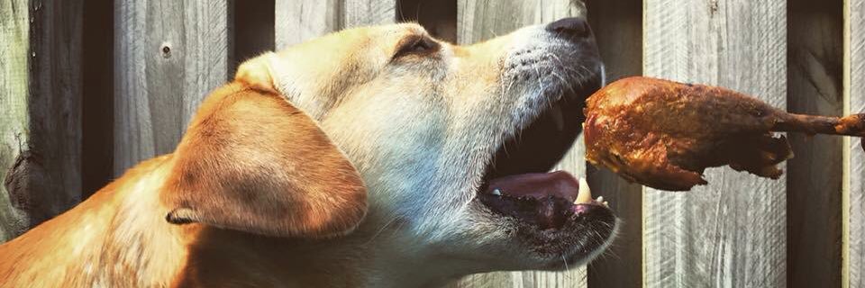 Sawyer the Labrador banner