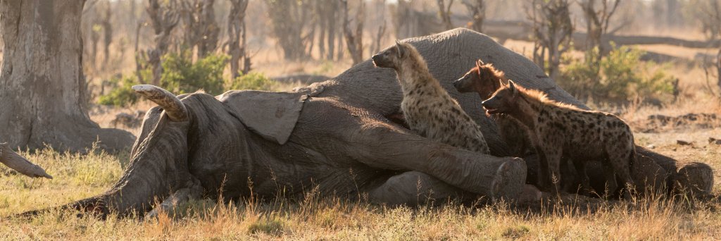 trackingthewild's profile banner image