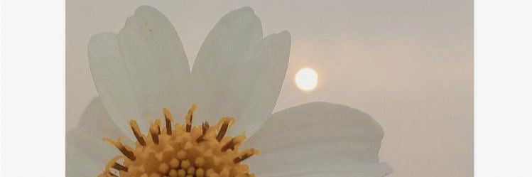 rose1995m's profile banner image