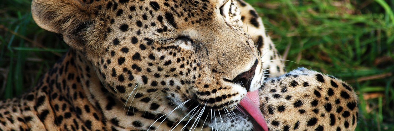 thesafarisource's profile banner image