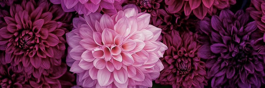 reneegc_'s profile banner image