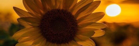 CecianY's profile banner image