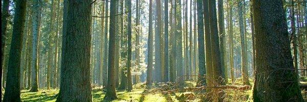 Treeman0 Profile Banner