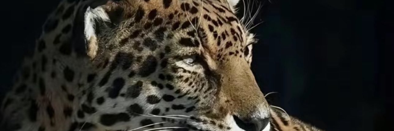 manuelaab8's profile banner image
