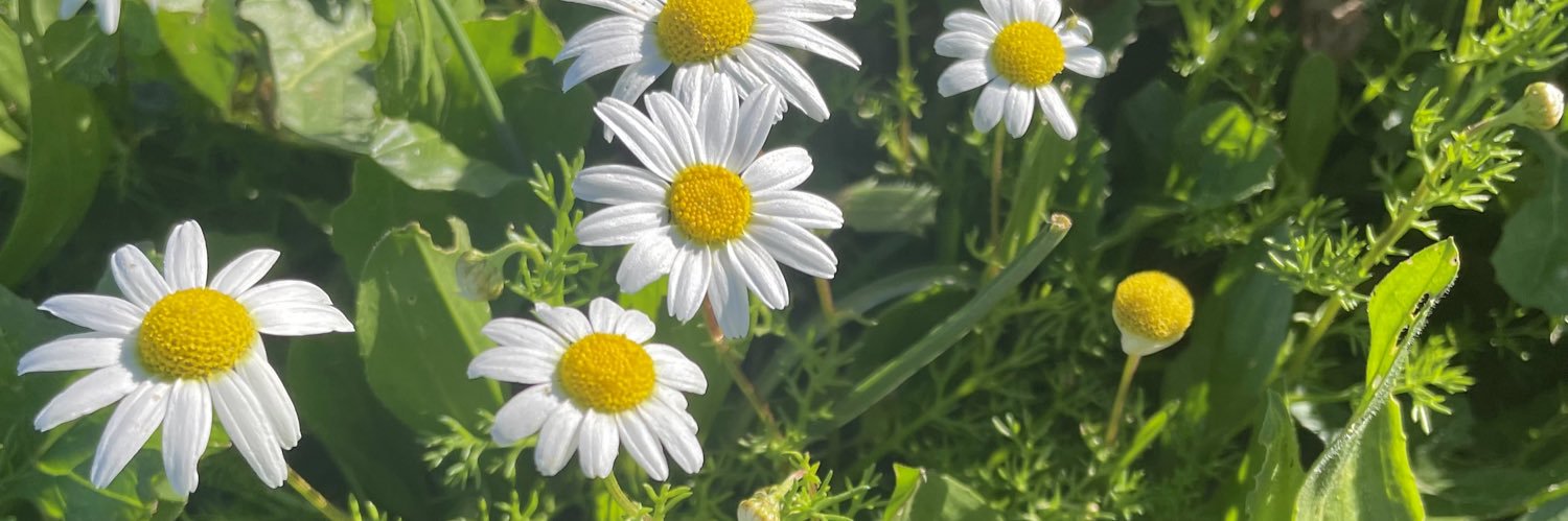 Espetrial's profile banner image