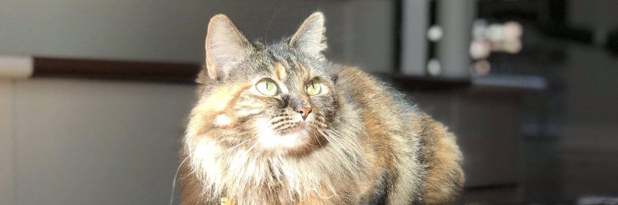 gemmaseppi98's profile banner image
