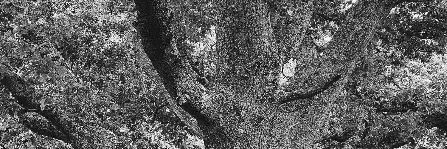 emilyydaisy's profile banner image