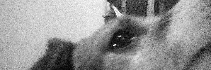 flackolindo_'s profile banner image